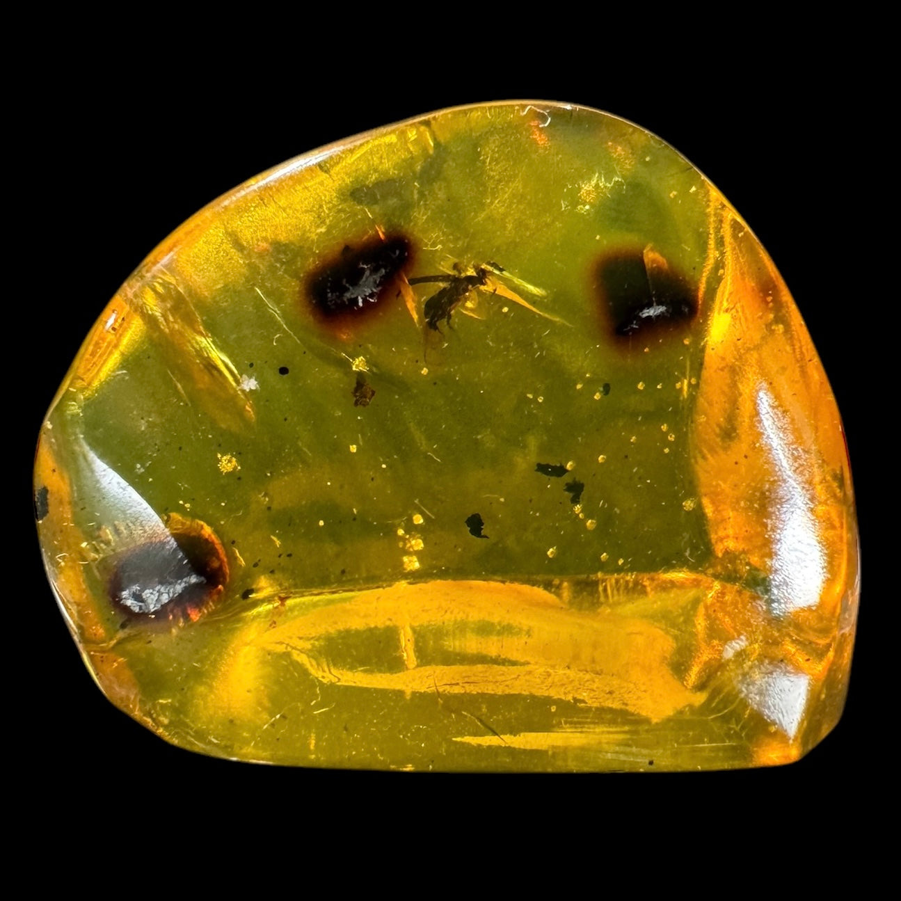 Amber w/ Insect Inclusions