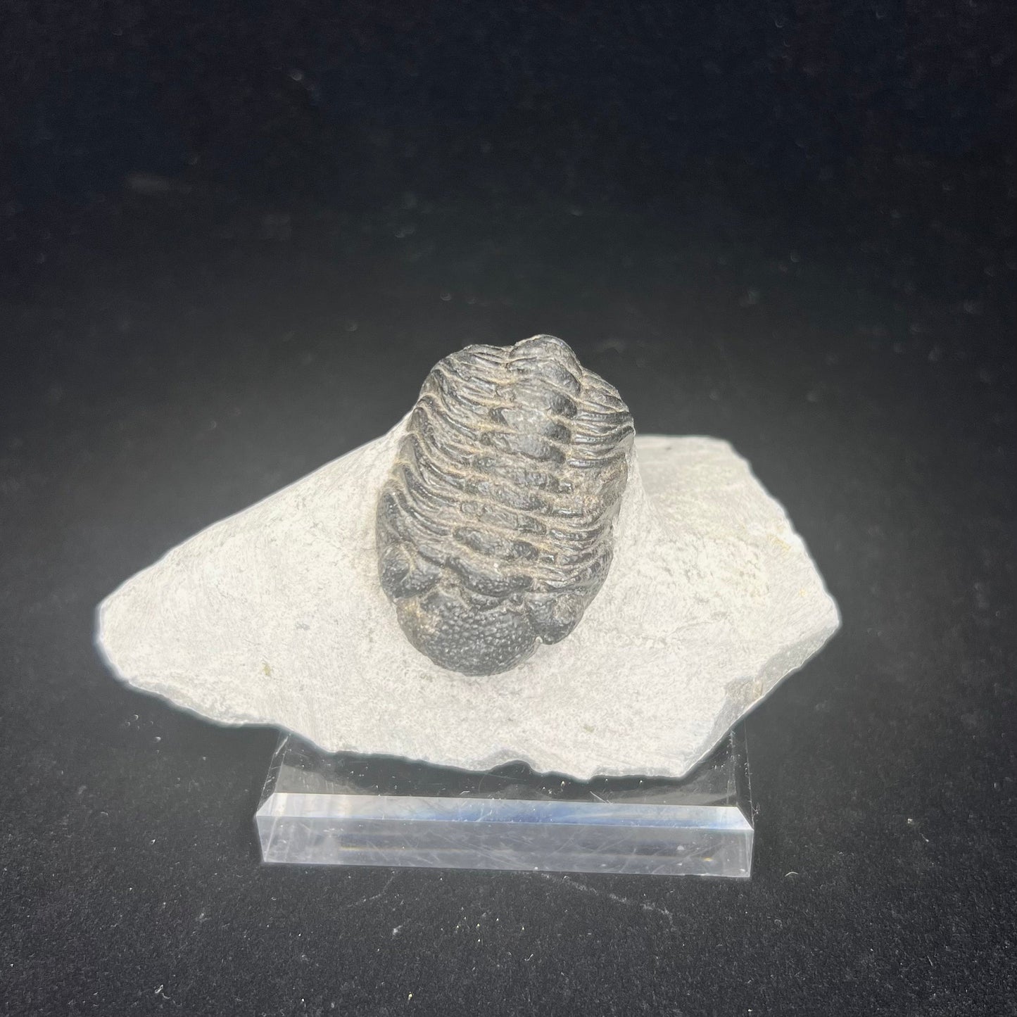 Metacanthian Trilobite in Matrix