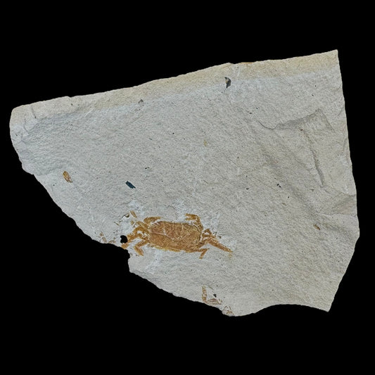 Fossil - Crab Pinnixa