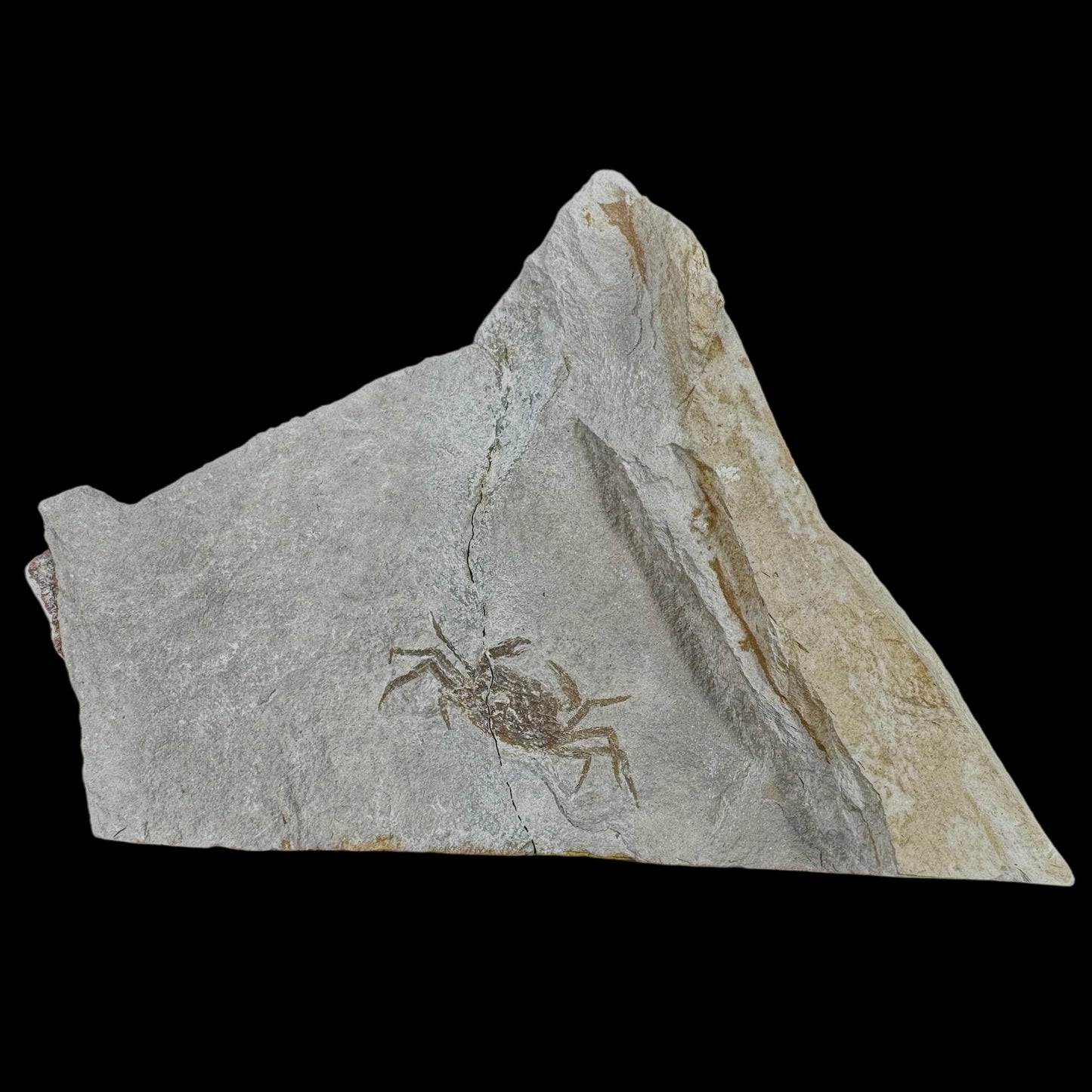 Fossil - Crab Pinnixa