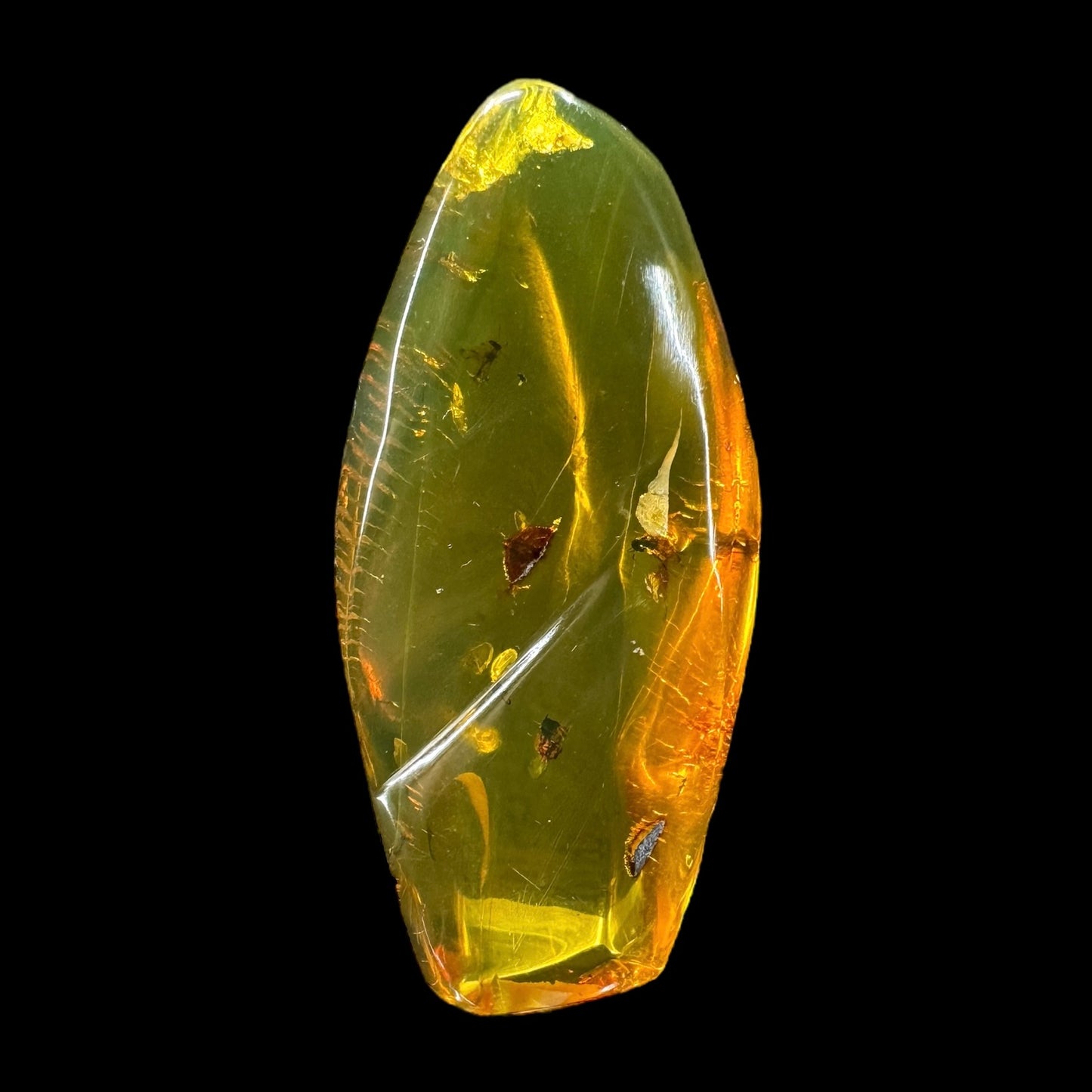 Amber w/ Insect Inclusions