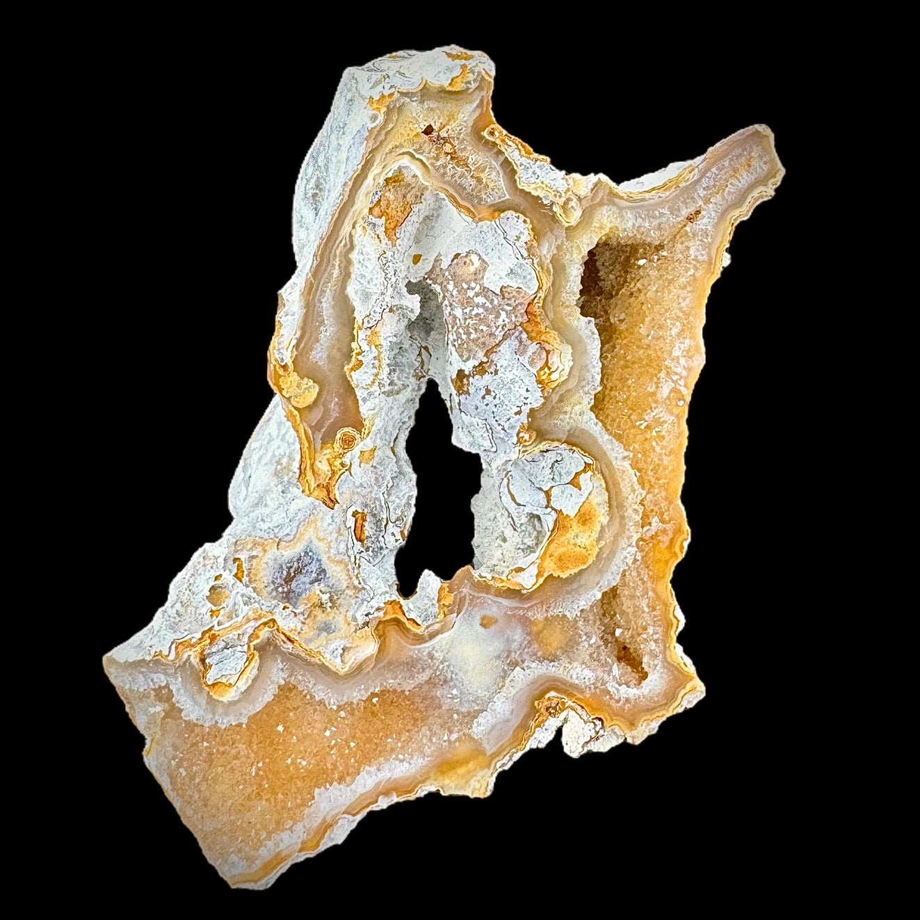 Petrified Coral