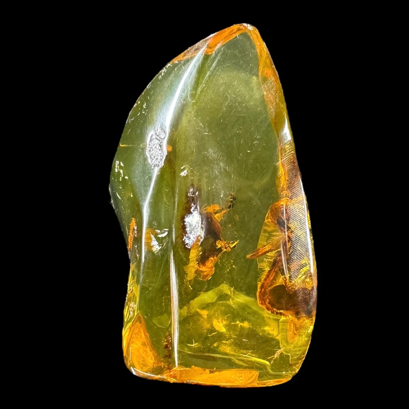 Amber w/ Insect Inclusions