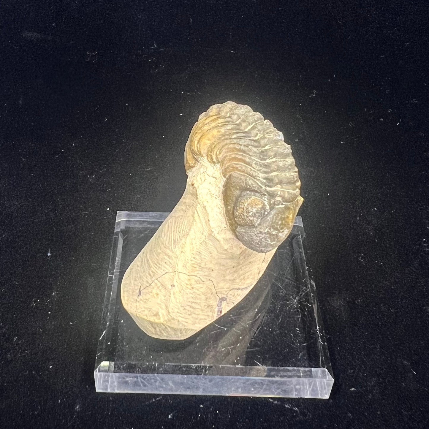 Metacanthian Trilobite in Matrix