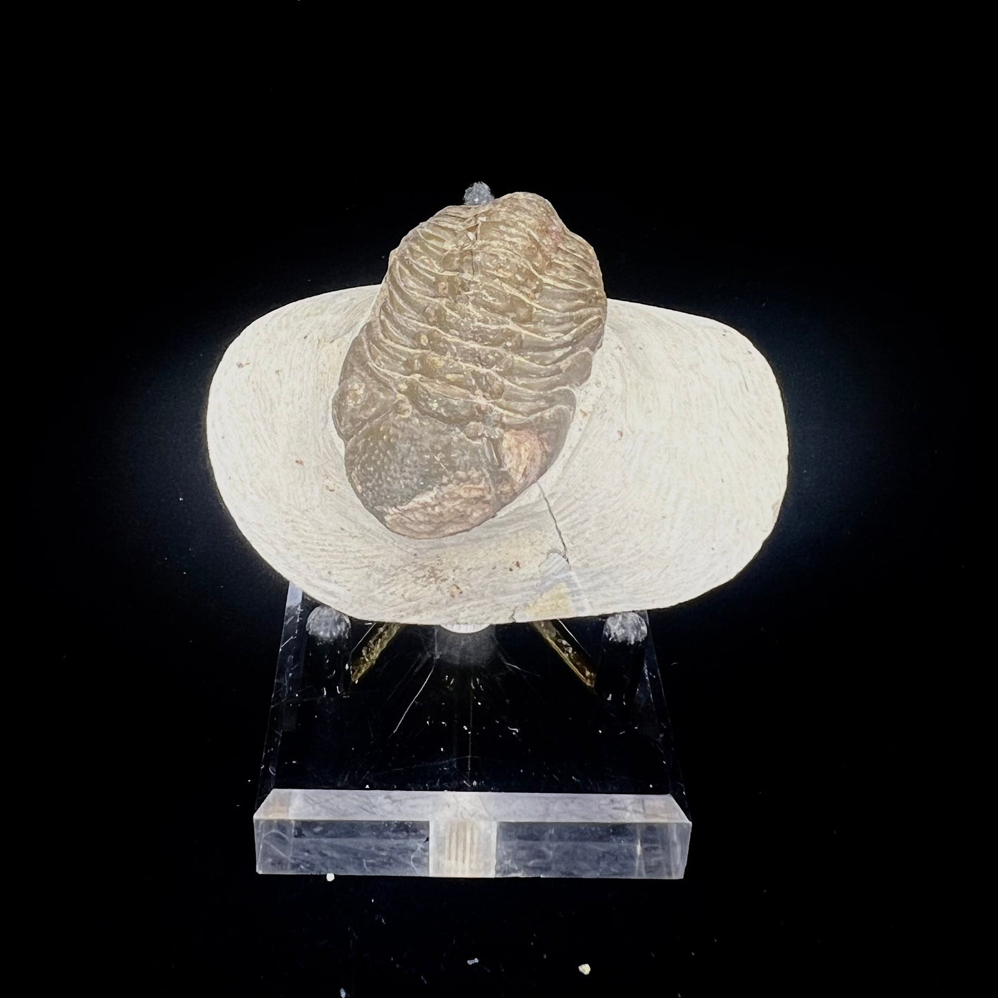 Metacanthian Trilobite in Matrix