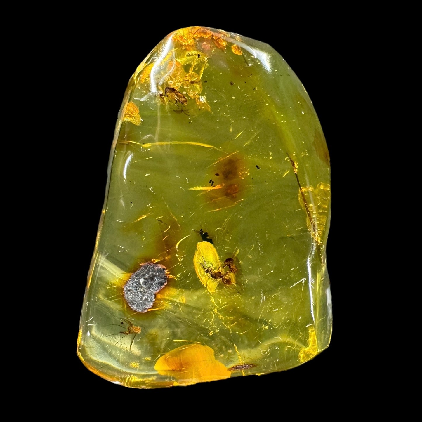 Amber w/ Insect Inclusions