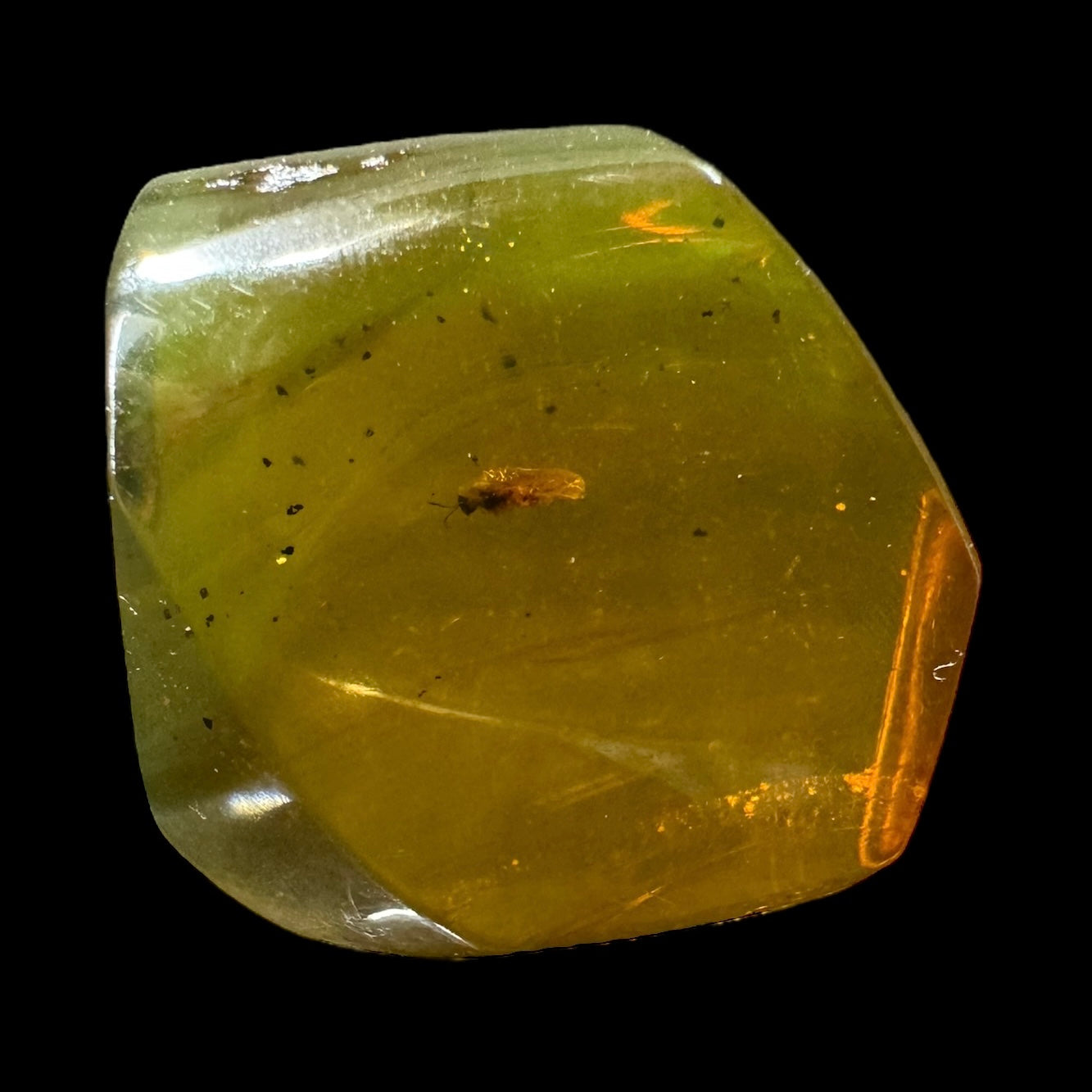 Amber w/ Insect Inclusions