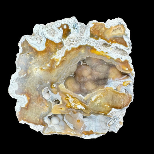 Petrified Coral