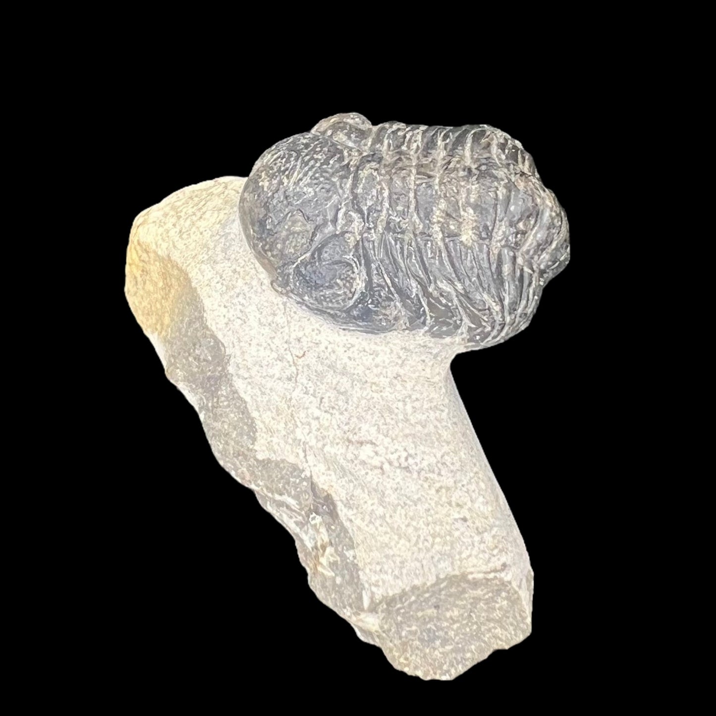 Metacanthian Trilobite in Matrix