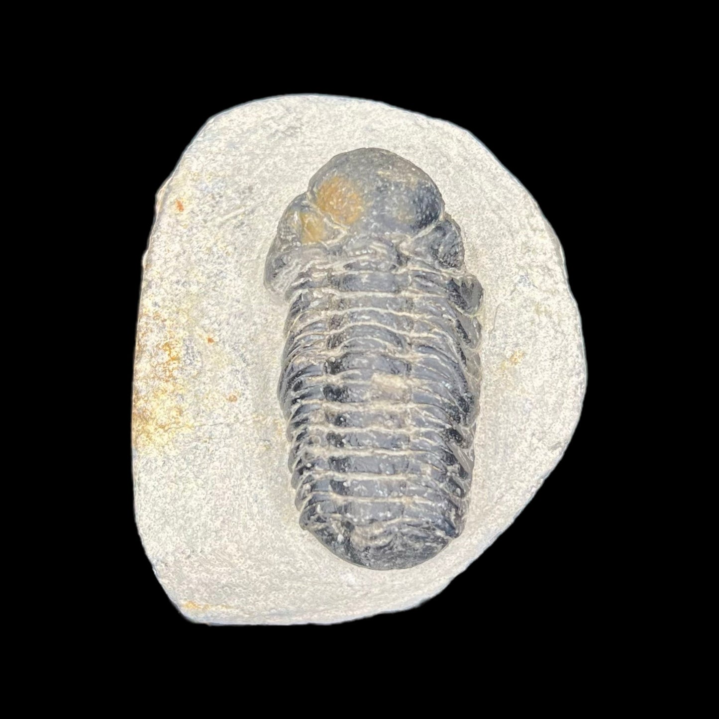 Metacanthian Trilobite in Matrix
