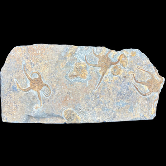 Triple Brittle Starfish Plate