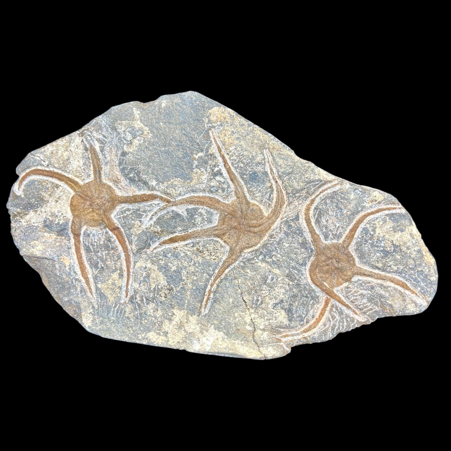 Triple Brittle Starfish Plate