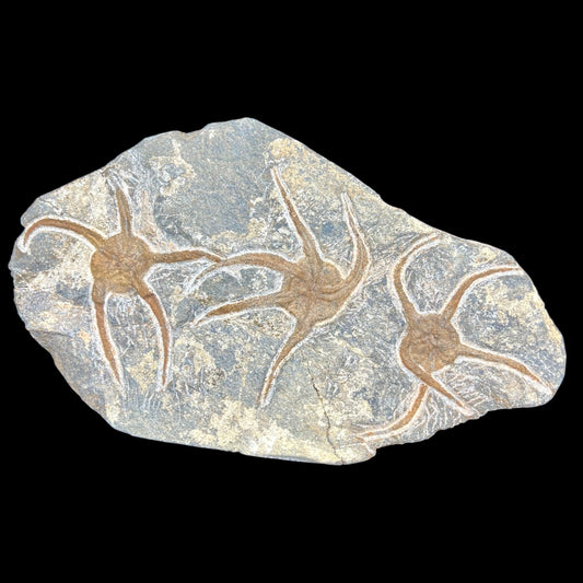 Triple Brittle Starfish Plate