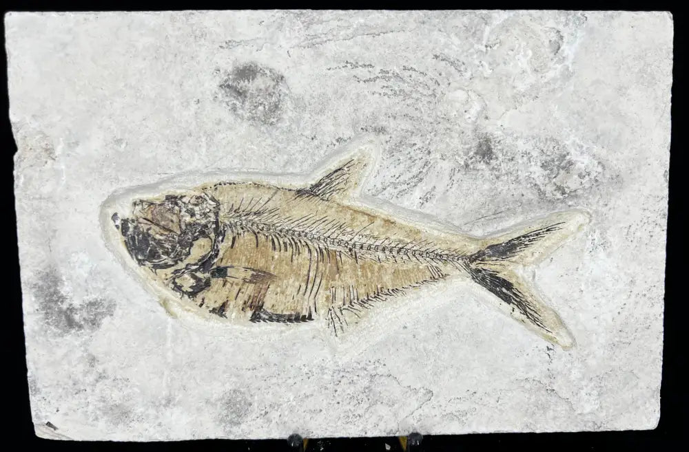 Fish Fossil - Knightia Eoceana Wysiwyg