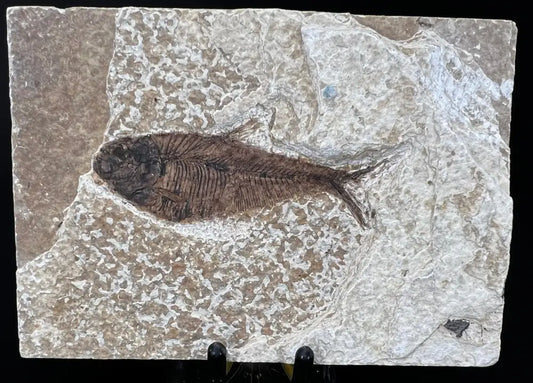 Fish Fossil - Knightia Eoceana Wysiwyg