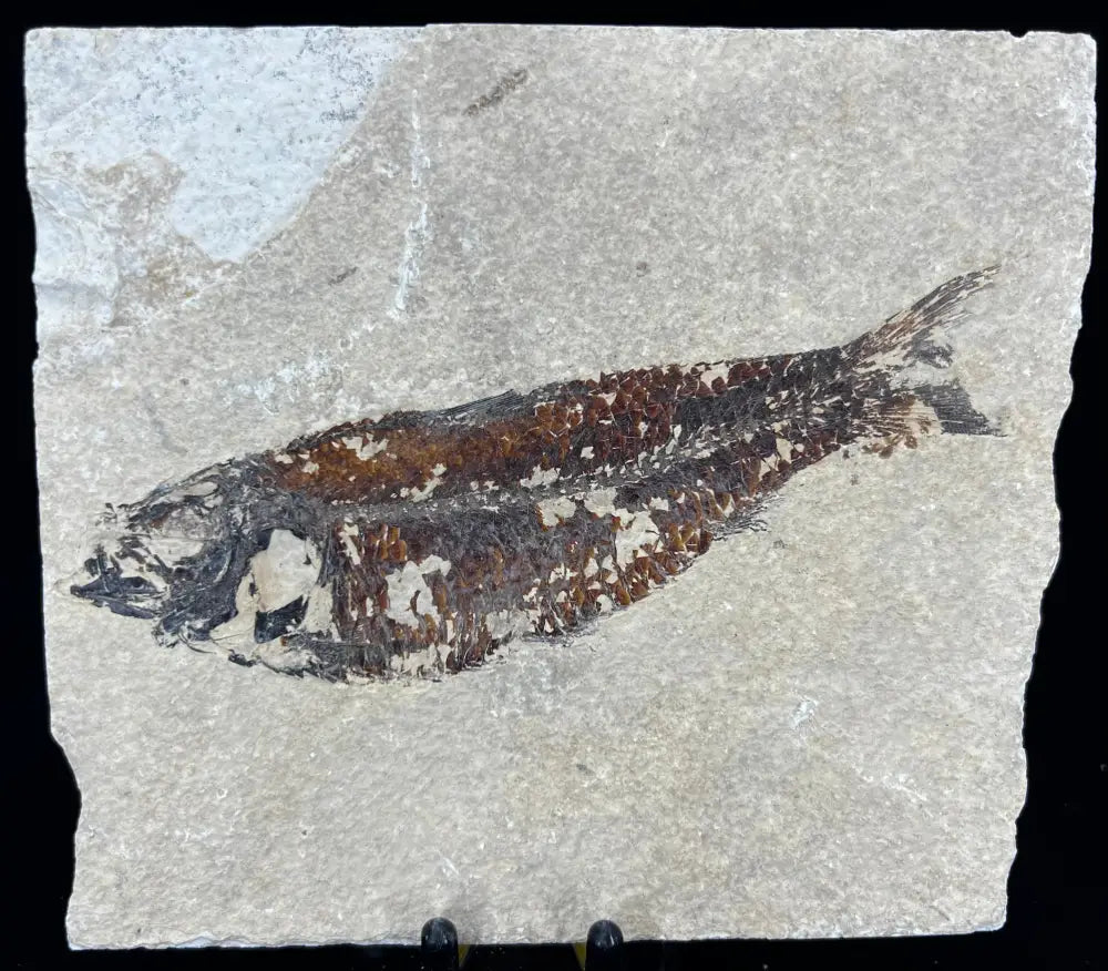 Fish Fossil - Knightia Eoceana Wysiwyg