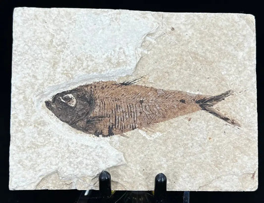 Fish Fossil - Knightia Eoceana Wysiwyg