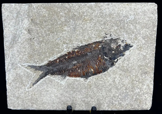 Fish Fossil - Knightia Eoceana Wysiwyg