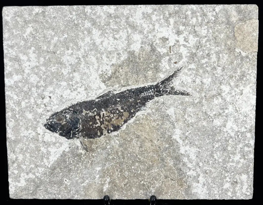 Fish Fossil - Knightia Eoceana Wysiwyg