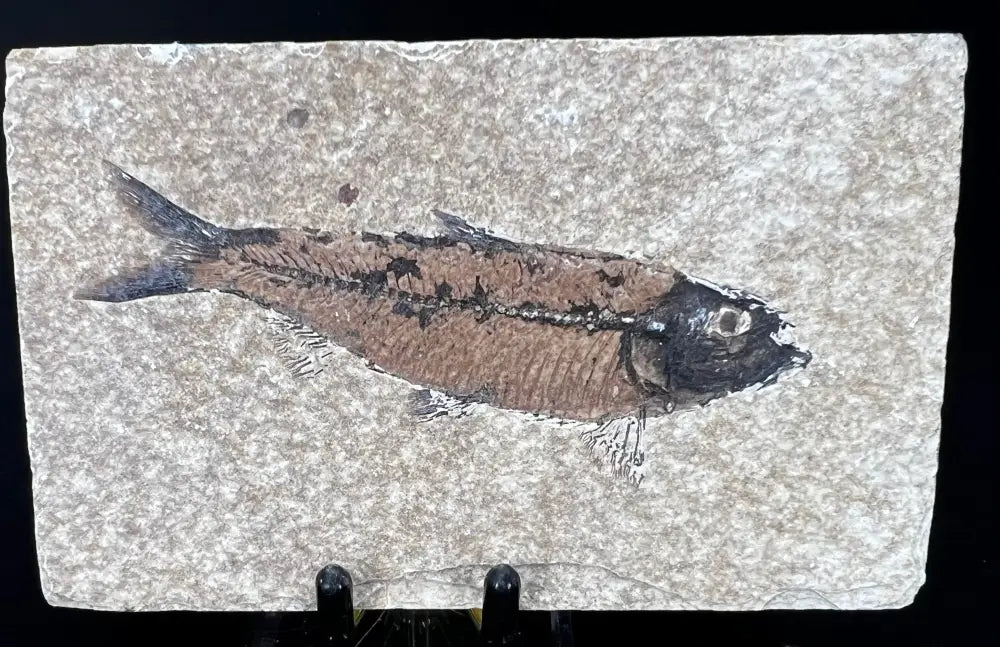 Fish Fossil - Knightia Eoceana Wysiwyg