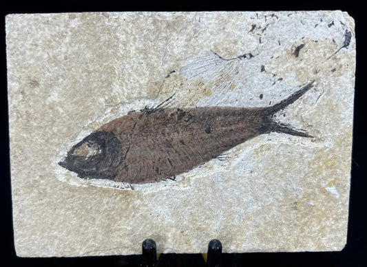 Fish Fossil - Knightia Eoceana Wysiwyg