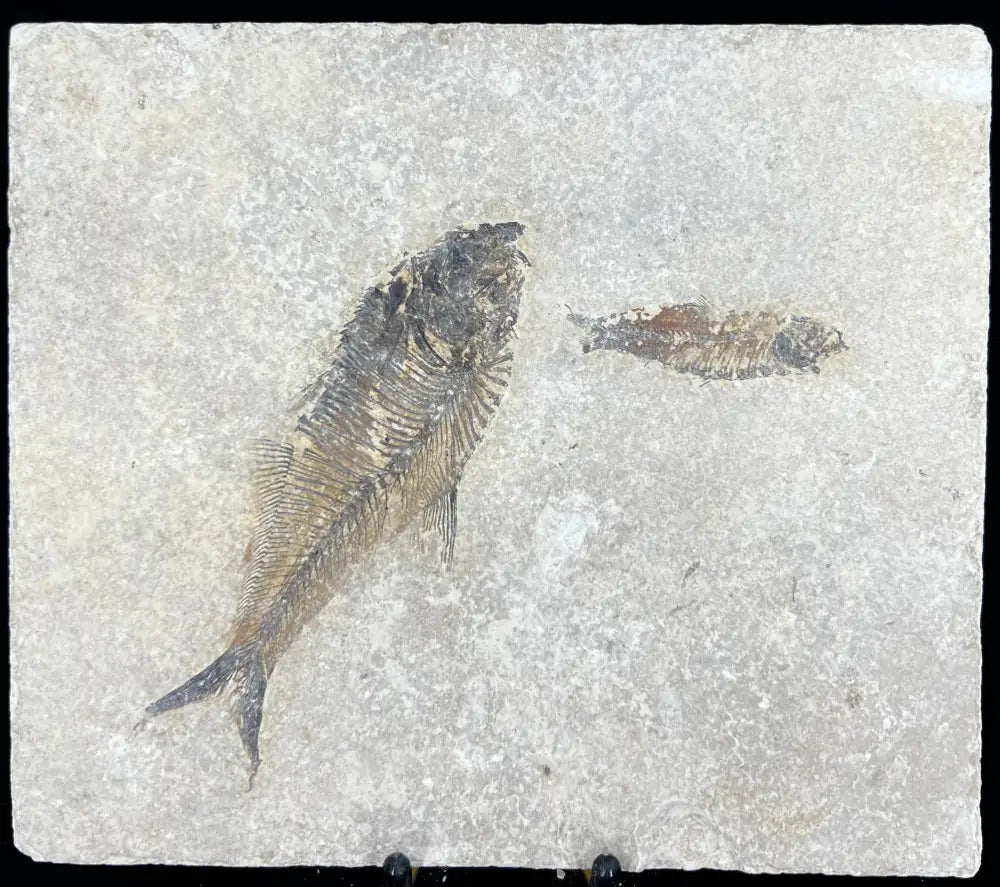 Fish Fossil - Knightia Eoceana Wysiwyg