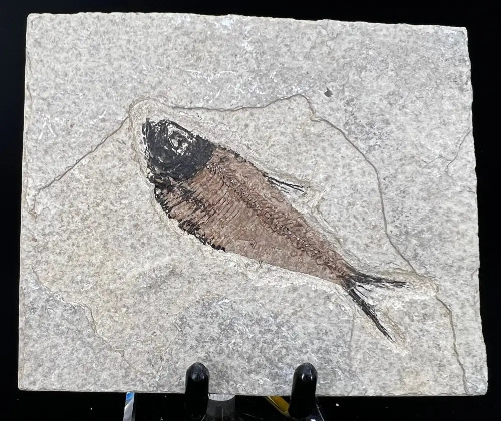 Fish Fossil - Knightia Eoceana Wysiwyg