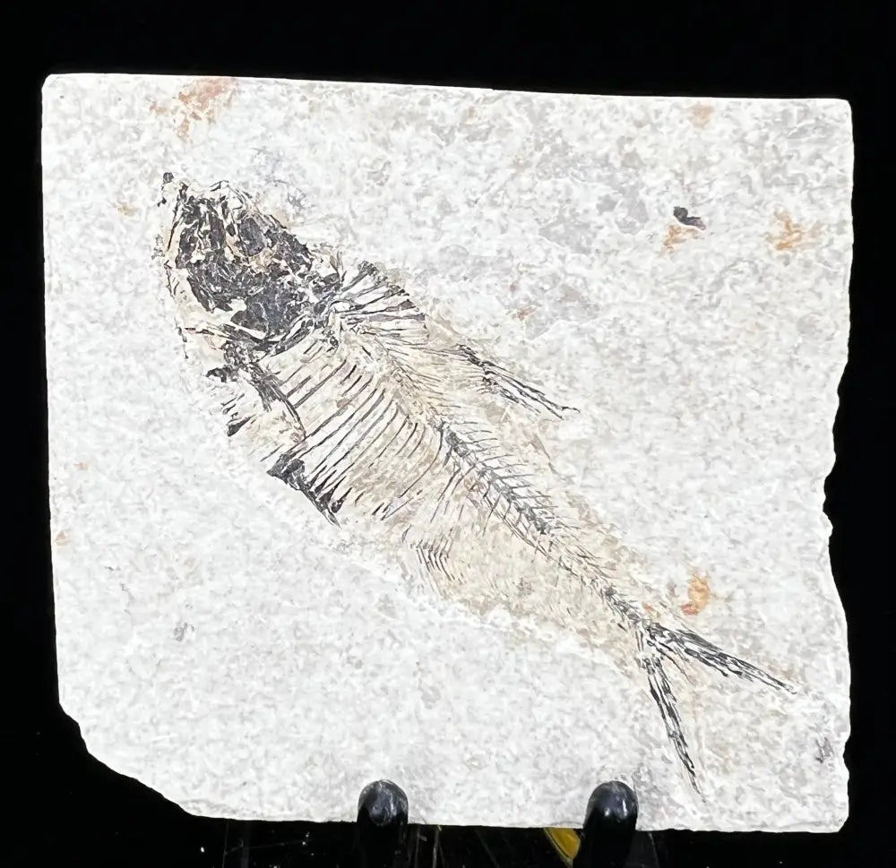 Fish Fossil - Knightia Eoceana Wysiwyg