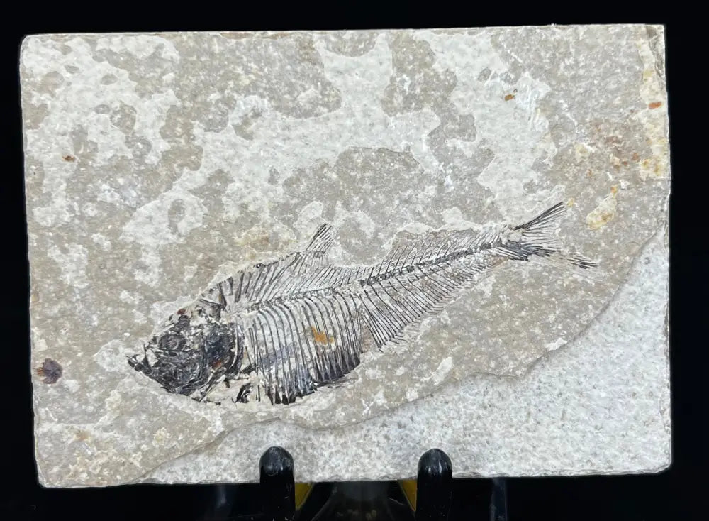 Fish Fossil - Knightia Eoceana Wysiwyg