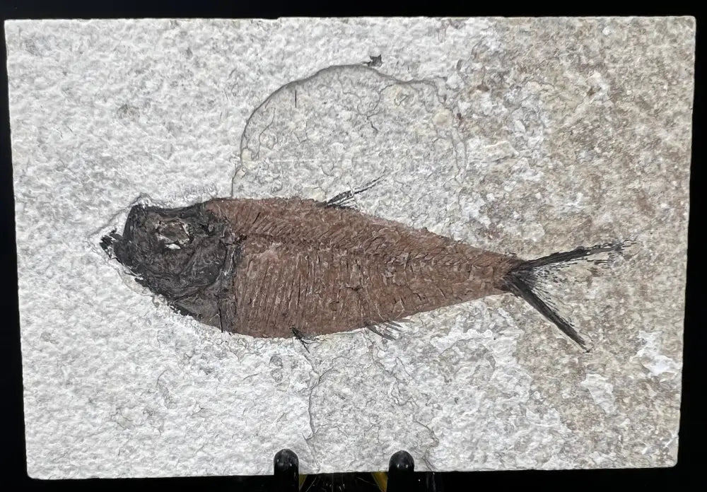 Fish Fossil - Knightia Eoceana Wysiwyg