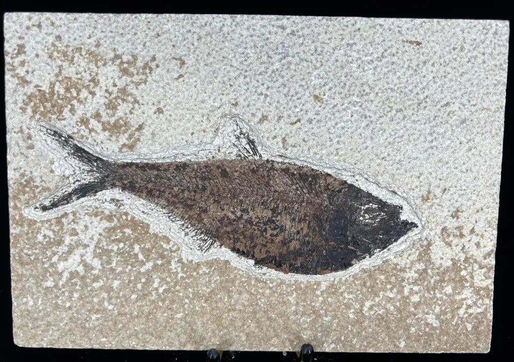 Fish Fossil - Knightia Eoceana Wysiwyg