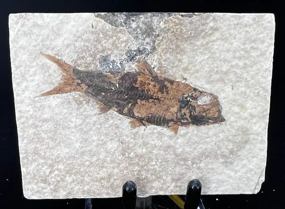 Fish Fossil - Knightia Eoceana Wysiwyg