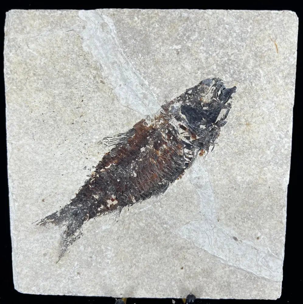 Fish Fossil - Knightia Eoceana Wysiwyg