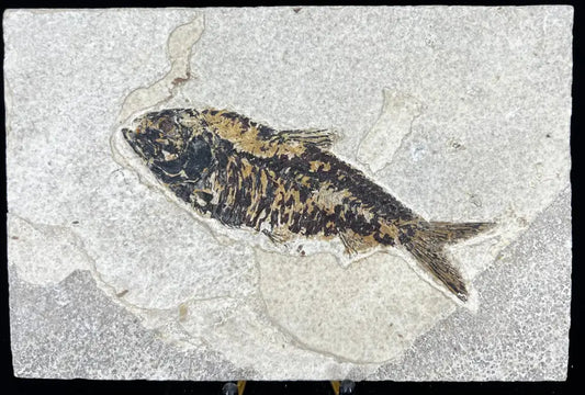 Fish Fossil - Knightia Eoceana Wysiwyg