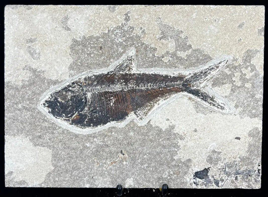 Fish Fossil - Knightia Eoceana Wysiwyg