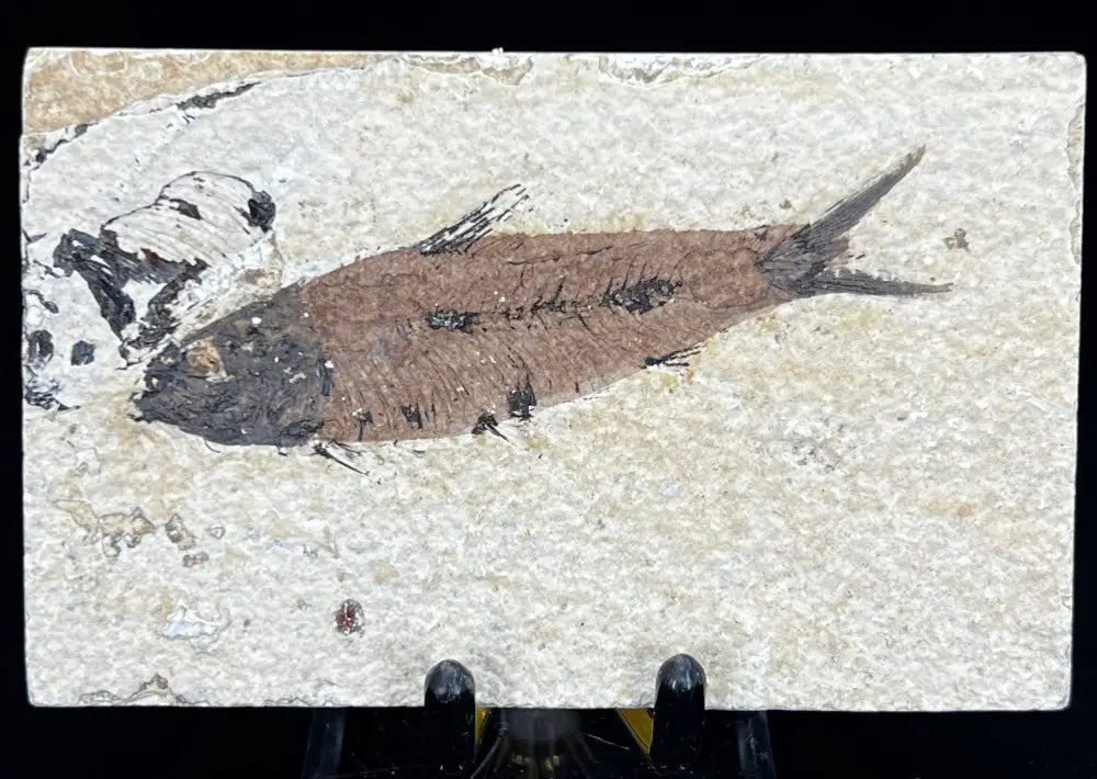 Fish Fossil - Knightia Eoceana Wysiwyg