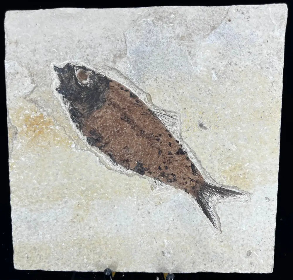 Fish Fossil - Knightia Eoceana Wysiwyg