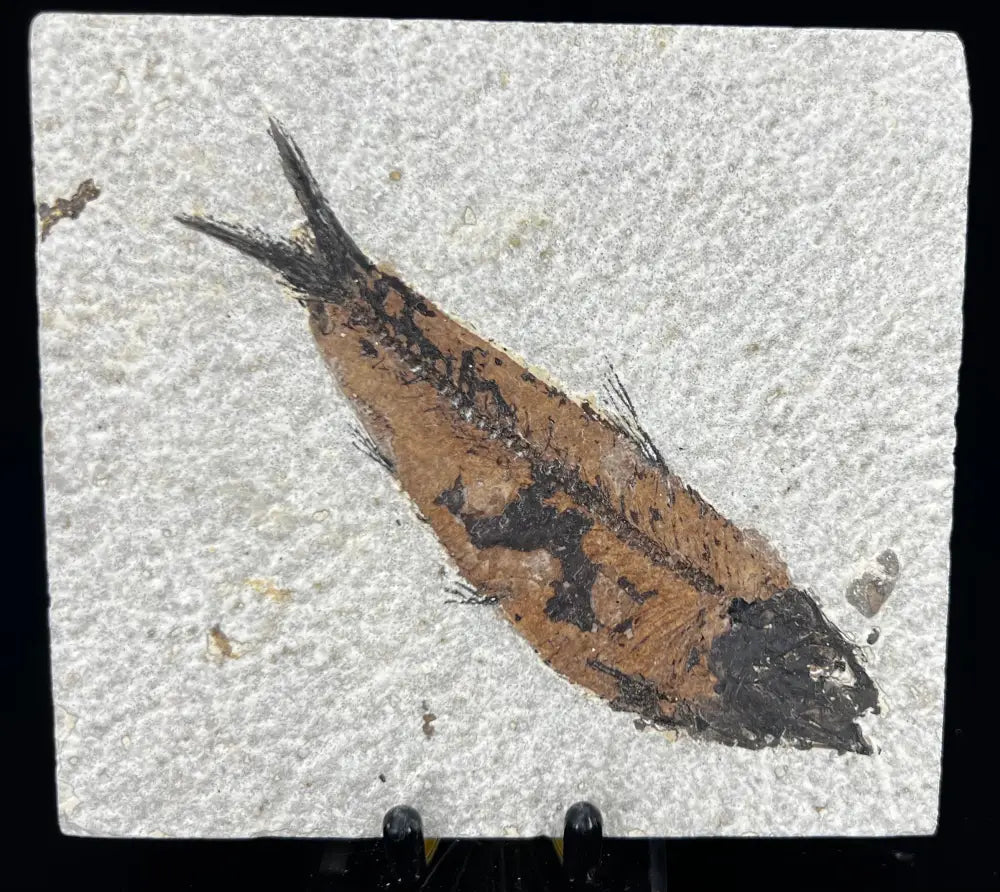 Fish Fossil - Knightia Eoceana Wysiwyg