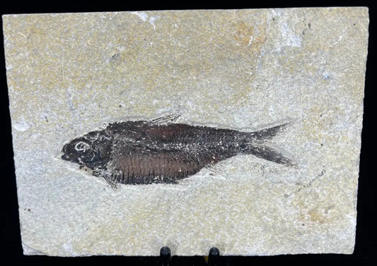 Fish Fossil - Knightia Eoceana Wysiwyg