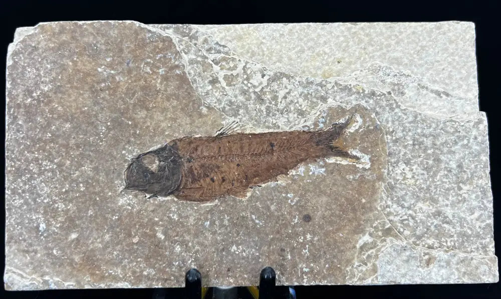 Fish Fossil - Knightia Eoceana Wysiwyg