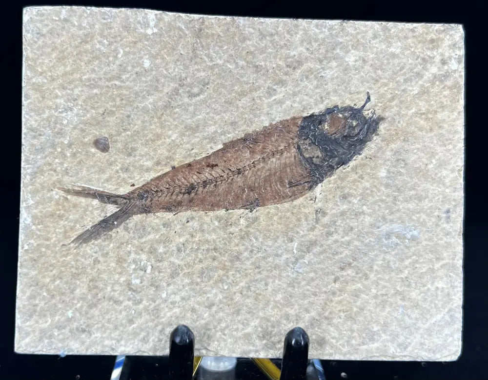 Fish Fossil - Knightia Eoceana Wysiwyg