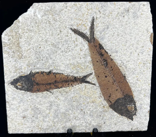 Fish Fossil - Knightia Eoceana Wysiwyg