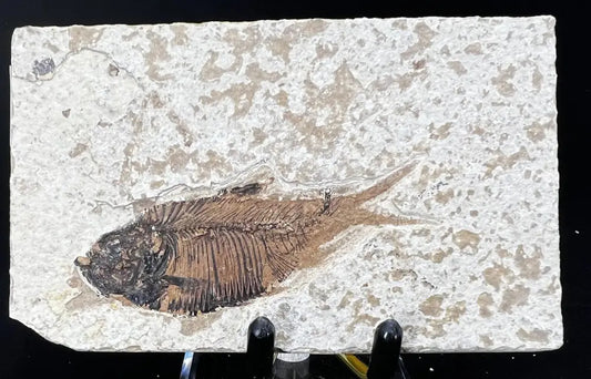 Fish Fossil - Knightia Eoceana Wysiwyg