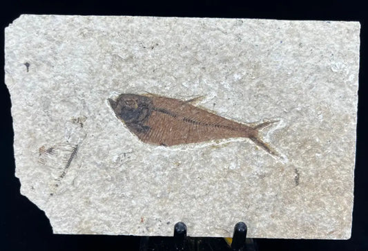 Fish Fossil - Knightia Eoceana Wysiwyg