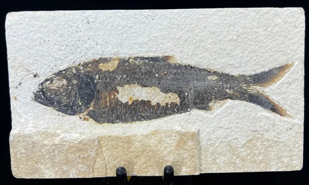 Fish Fossil - Knightia Eoceana Wysiwyg