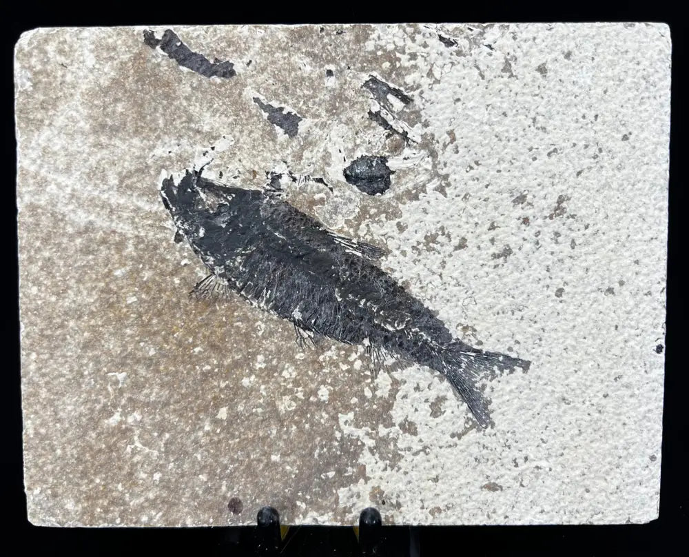 Fish Fossil - Knightia Eoceana Wysiwyg