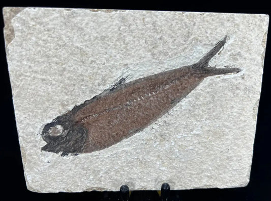 Fish Fossil - Knightia Eoceana Wysiwyg