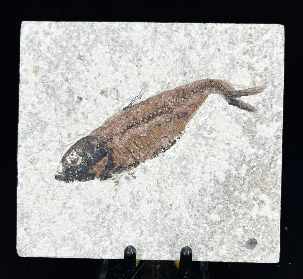 Fish Fossil - Knightia Eoceana Wysiwyg