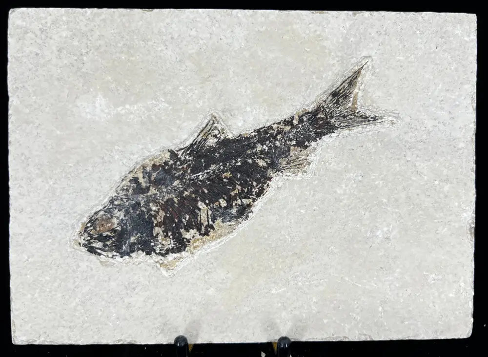 Fish Fossil - Knightia Eoceana Wysiwyg