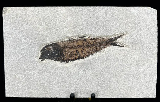 Fish Fossil - Knightia Eoceana Wysiwyg